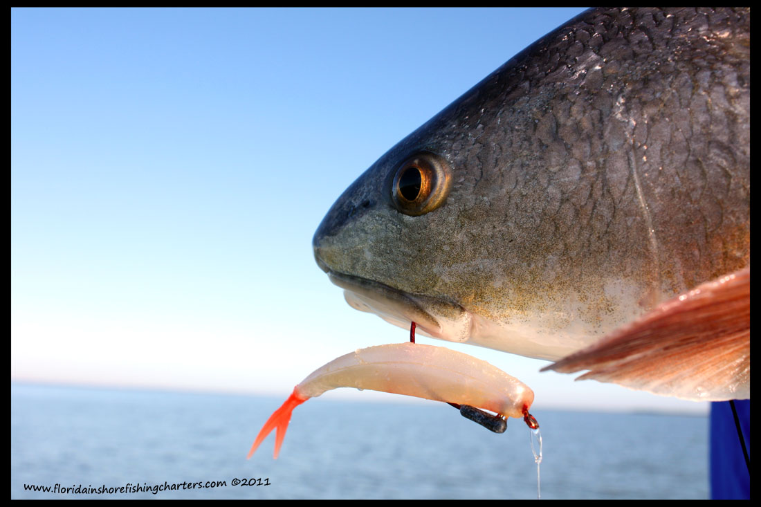 DOA-redfish-2011.jpg
