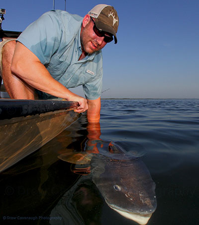 A Mosquito Lagoon Bull Redfish on Release