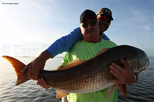 Mosquito Lagoon Bull Redfish