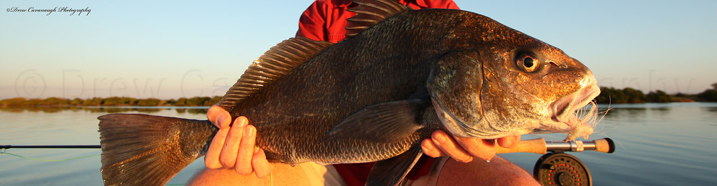 Mosquito Lagoon Black Drum • IndianMosquito Lagoon Black Drum • Indian  