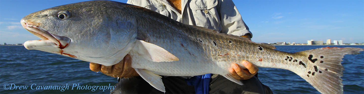 Ponce Inlet Tarpon Fishing Charters • New Smyrna Beach Flats