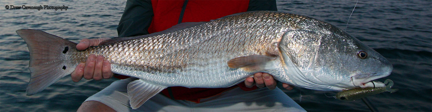 Mosquito Lagoon Redfish Guide • New Smyrna Beach Redfish Guide