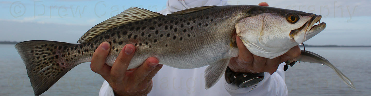 https://www.floridainshorefishingcharters.com/images/gallery/middleimage/trout-middle-images/dd-doa-lures.jpg