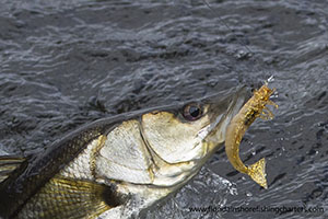 Sebastian Inlet Florida Snook Fishing Charters