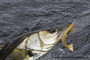 Cocoa Beach Fishing Guide