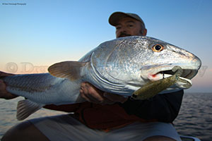 DOA Fishing Lures