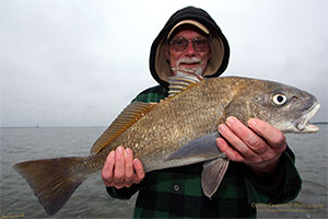 Titusville Florida Black Drum Flats Fishing