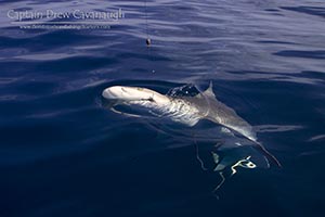 Dusky SHark
