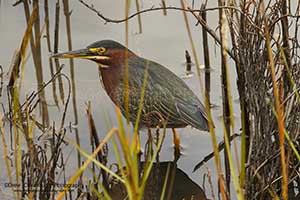 Florida Birds