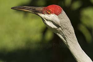 Sandhill Crane