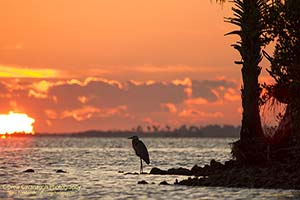 Indian River Redfish Titusville Florida