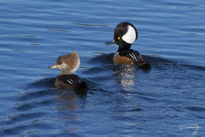 Hoode Merganser