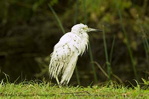 Hurricane Matthew Snowy Egret Injured