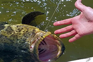 Grouper Fishing