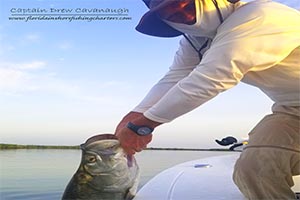 Beautiful Central Florida Tarpon