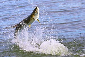 Mosquito Lagoon tarpon fishing