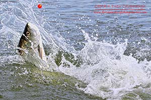 Flats Fishing tarpon