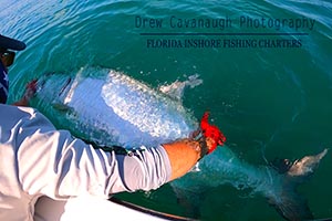 Ponce Inlet Tarpon Fishing Guide