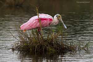 Roseatte Spoonbills