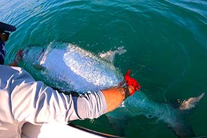 Cocoa Beach tarpon Fishing Guide