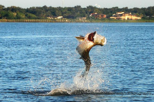 Tarpon Fishing Guide Ponce Inlet