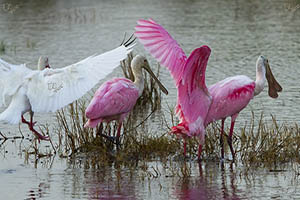 Roseate Spoonbill