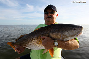 Mosquito Lagoon Redfish