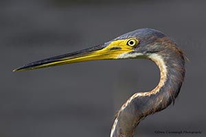 Florida Tri Colored Heron Head Shot